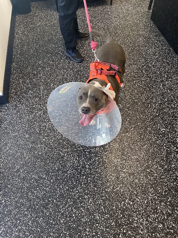 Art City Vets Wellness Center