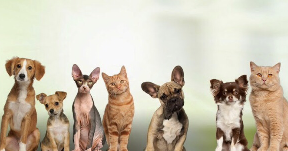 Art Museum Veterinary Center