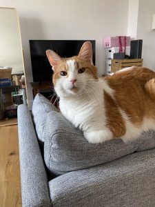 Fishtown Animal Hospital