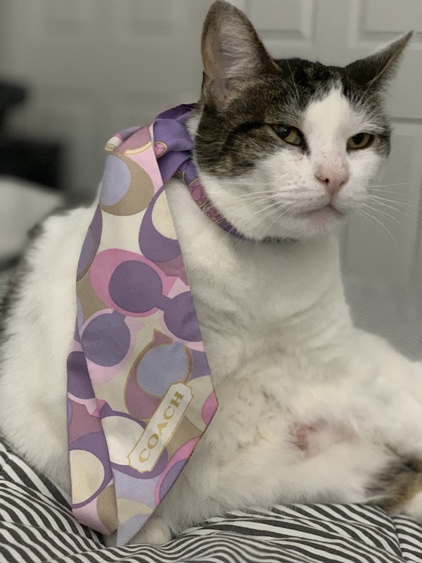 PAWS Spay/Neuter and Wellness Clinic