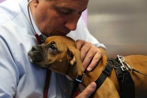 Philadelphia Animal Hospital