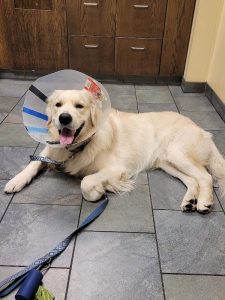 Society Hill Veterinary Hospital