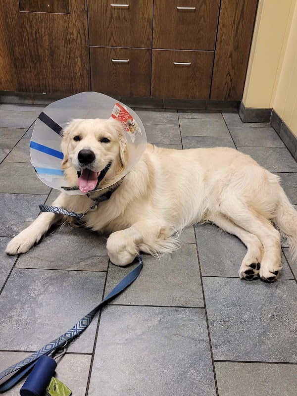 Society Hill Veterinary Hospital